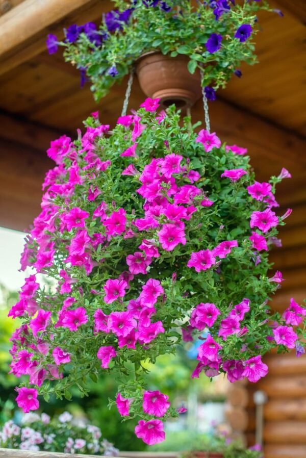 Petunia Colgante - Imagen 5