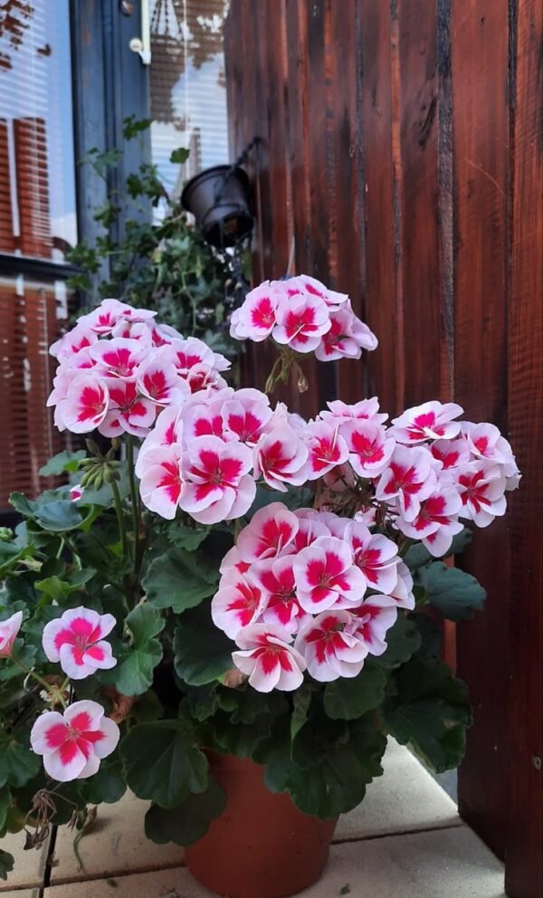 "Geranios Colgantes - Flores Vibrantes para Decorar tu Hogar " - Imagen 6