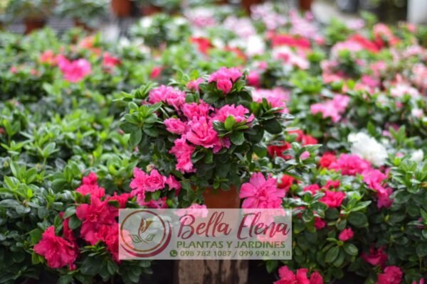Azaleas - Imagen 4