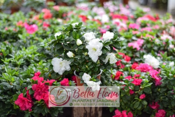 Azaleas - Imagen 2