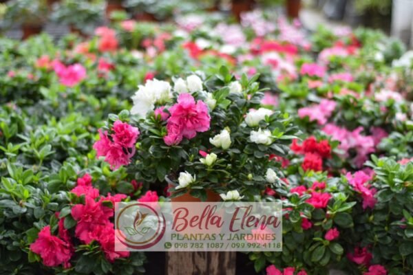 Azaleas