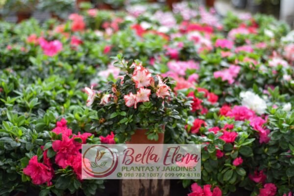 Azaleas - Imagen 6