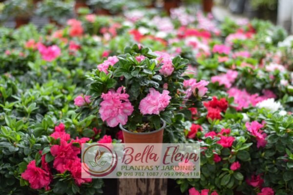 Azaleas - Imagen 7