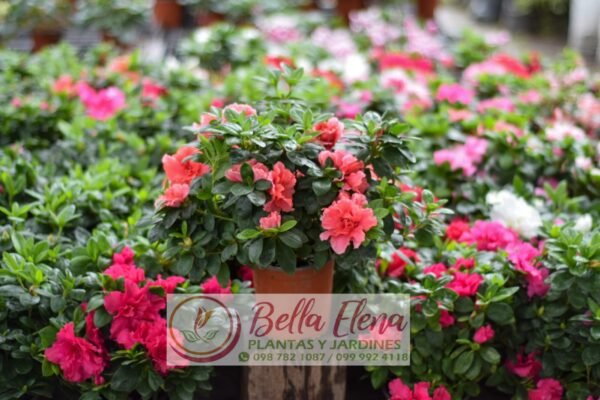 Azaleas - Imagen 8