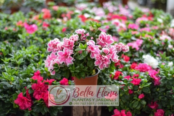 Azaleas - Imagen 5