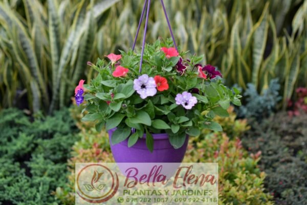 Petunia Colgante - Imagen 2