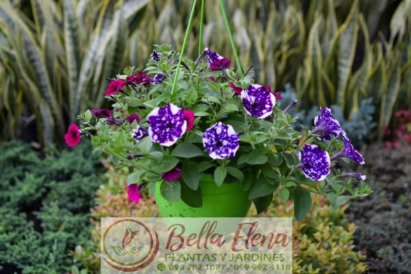 Petunia Colgante