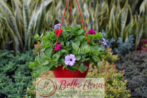 Petunia Colgante - Imagen 5