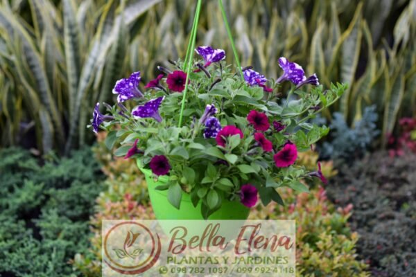 Petunia Colgante - Imagen 6