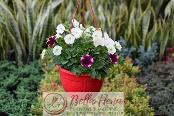 Petunia Colgante - Imagen 4