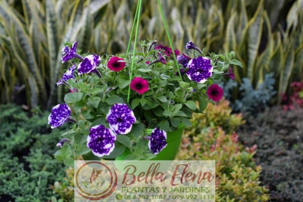 Petunia Colgante - Imagen 7
