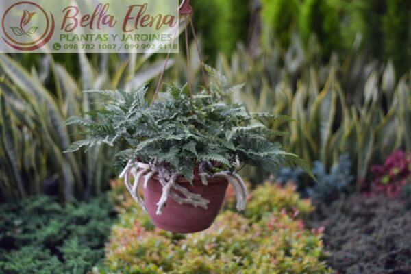 Helechos Colgantes – Elegancia Natural para Tu Espacio - Imagen 4
