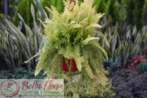 Helechos Colgantes – Elegancia Natural para Tu Espacio - Imagen 3