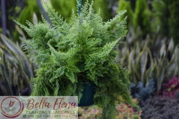 Helechos Colgantes – Elegancia Natural para Tu Espacio - Imagen 6